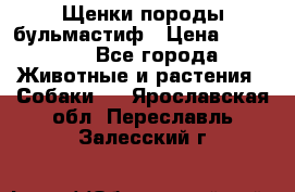 Щенки породы бульмастиф › Цена ­ 25 000 - Все города Животные и растения » Собаки   . Ярославская обл.,Переславль-Залесский г.